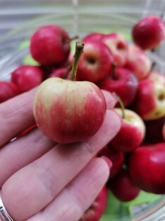 Заготовки на зиму