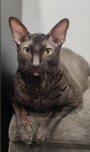 Кот Амон