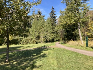 Лес природа 