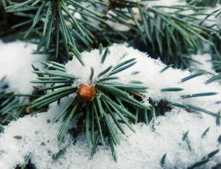 Первый снег - 2023