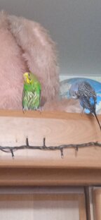 Домашние любимцы