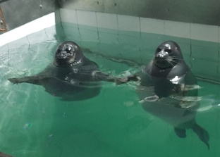 Нерпинарий в г.Иркутске