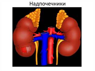 НАДПОЧЕЧНИКИ: крошечные фабрики гормонов