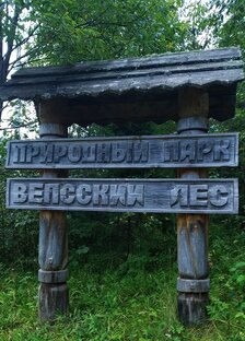 Фотогалерея "Вепсский лес"