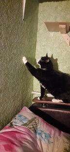 Котики