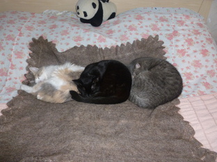 Мои котеньки - мои детки