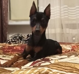 Дик цвергпинчер