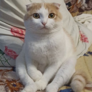 всякая всячина. 