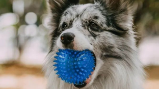 Обзор товаров для собак