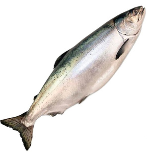 Горбуша: жизнь, миграция и тайны самого массового лосося