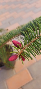 Редкие хвойные почтой. Майголд, Рыдал, Биалобок, Голд Дрифт , Зе БЛюз все в нали