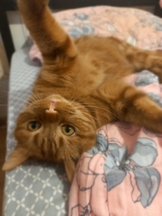 С котом