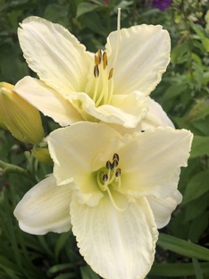 Садовые цветы 2025