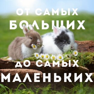 Все о кроликах. От самых больших до самых маленьких