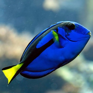 Рыба-хирург: ядовитые плавники, стратегии и тайны океана