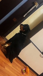 Граф ротвейлер