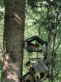 Обеденные видосики