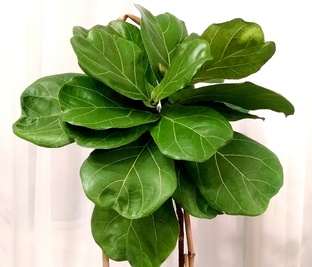 Дизайнеры рекомендуют