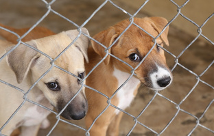 Использование Dr.Filkins Salmon Oil+CBD в приютах для собак.  