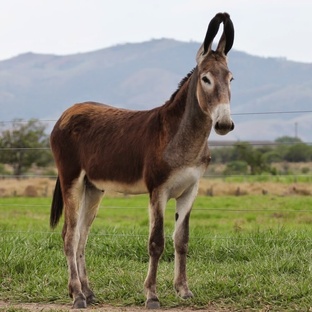 Мул: сила, упрямство и тайны гибрида, которого недооценили