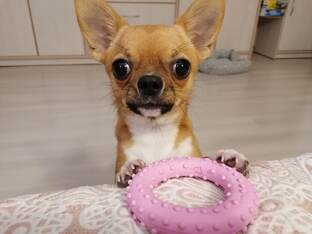 Мася играет