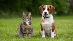 Домашние животные