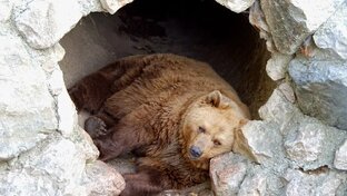 Правда или миф