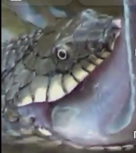 Шахматные гадюки на Азовском море 🌊!