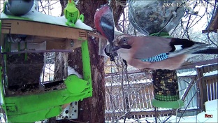 Кормушки для 🐦 птиц и 🐿️ белочек