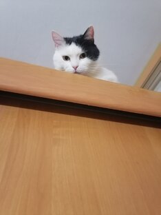 🐾🐈Если Тутьке гладить лапки, значит завтра будут бабки. 🐾🐈