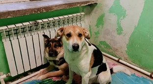 Джекки и Тайсон 