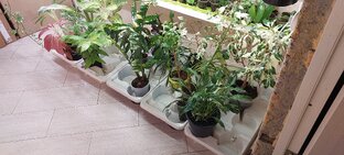 Грунты. Подкормка. Полив. Уход.