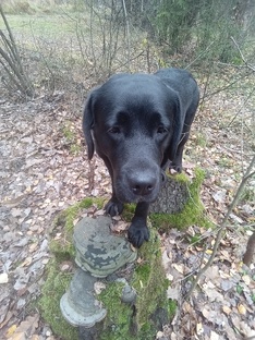 о воспитании и дрессировке собак