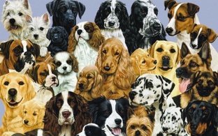 НАШИ СОБАЧКИ