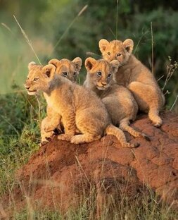 Познаем тайны животного мира