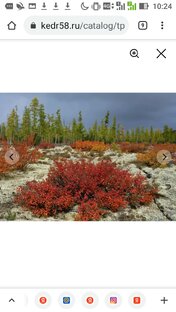 Где купить семена и саженцы растений для сада, огорода и дома..