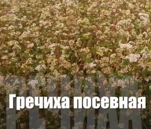 Такая история