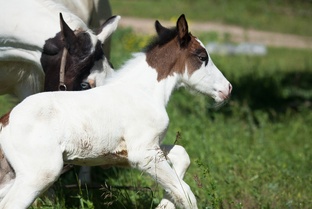 О моем коне