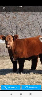 дикая скатина