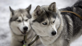 Помощь Животным