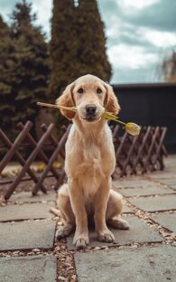 Собака 🐕 