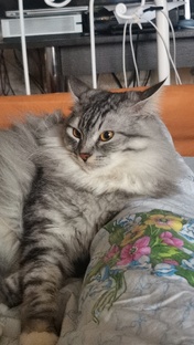 КОТИКИ/Татьяны Пивкиной