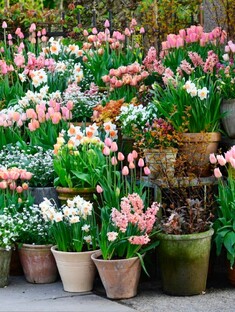 Сад в горшках