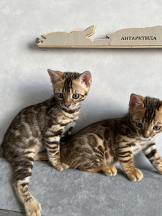 Бенгальские котята