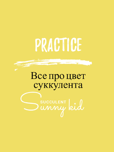 Цвет настроения — суккулент: от зелёного до бордового