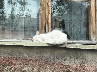 Два братика, два белых котика