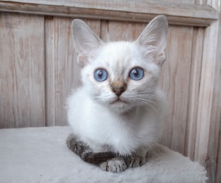 Куда деваются мои котята