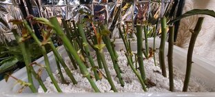 Черенок. Размножение черенками. Как легко и просто черенок превратить в розу.