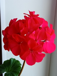 Мой домашний садик