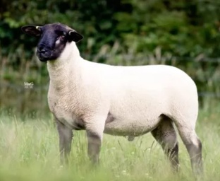 Овцеводство